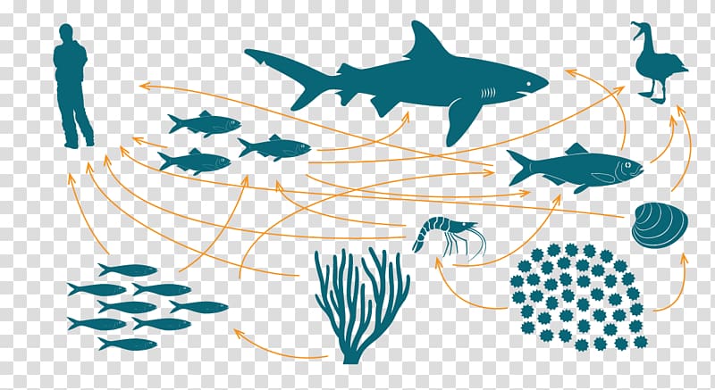 Food chain Food web Marine ecosystem Bioaccumulation, teia transparent background PNG clipart