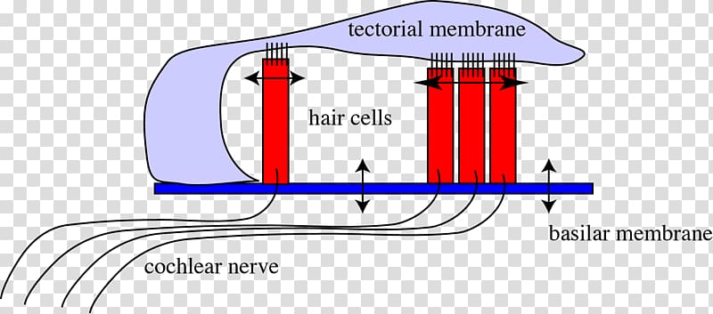 Organ of Corti Basilar membrane Hearing Transduction, ear transparent background PNG clipart