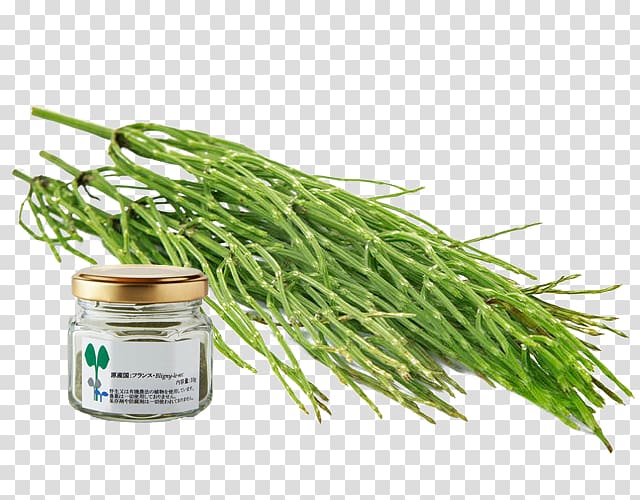 Green bean Grasses Leaf vegetable Ingredient Family, horsetail transparent background PNG clipart