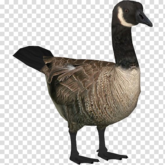 Canada Goose Bird, Goose transparent background PNG clipart