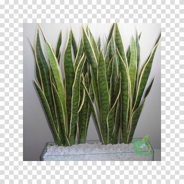 Viper's bowstring hemp Plant Rhizome Burknar Sago palm, plant transparent background PNG clipart