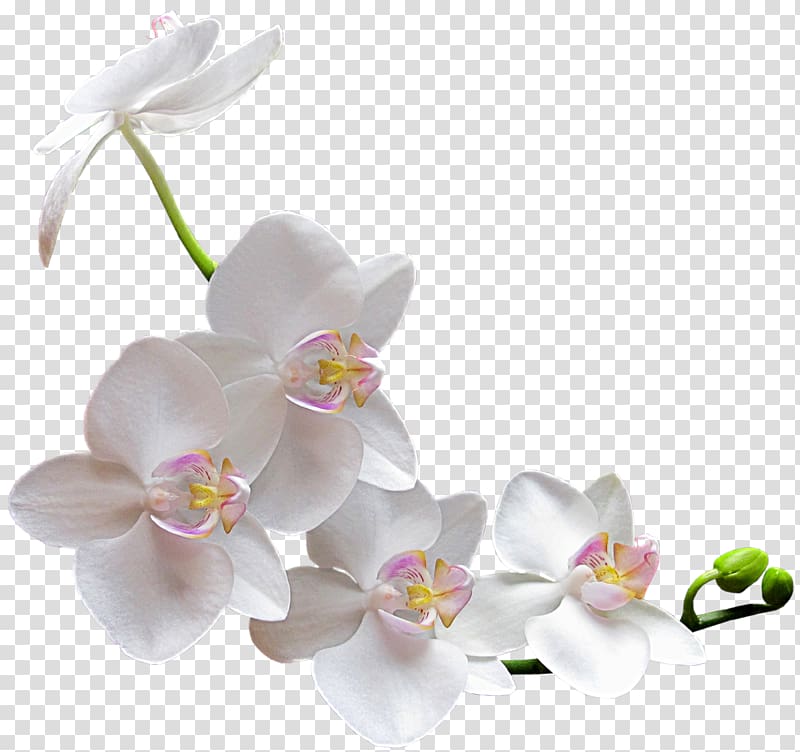Orchids Flower , flower transparent background PNG clipart