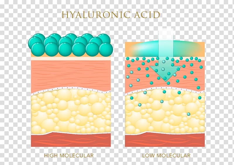 Hyaluronic acid Skin care Elastin Anti-aging cream, hyaluronic acid transparent background PNG clipart