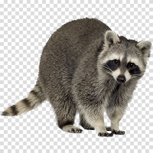 Raccoon Trapping Squirrel , raccoon transparent background PNG clipart
