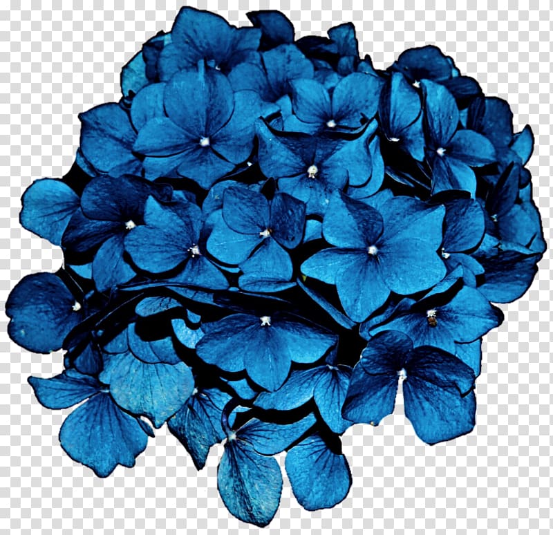 blue petaled flower, Hydrangea Flower Blue , hydrangea transparent background PNG clipart