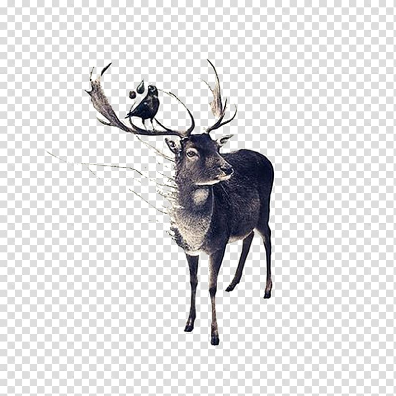 Red deer Moose Drawing, Hand-painted elk horns and birds transparent background PNG clipart