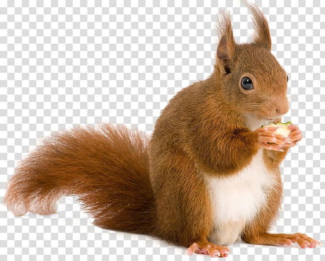 brown squirrel eating food, European rabbit Deer Paper Red squirrel Wall decal, Cute squirrel transparent background PNG clipart