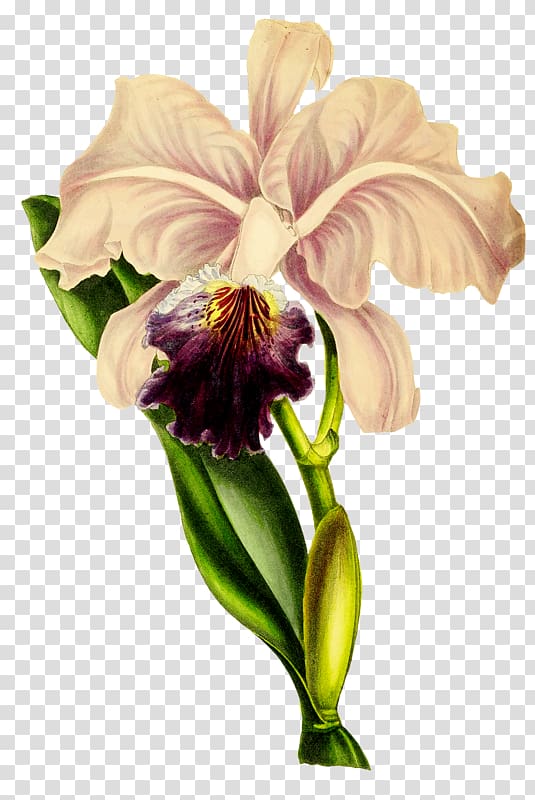 Notebook Flower The Orchid Album, notebook transparent background PNG clipart