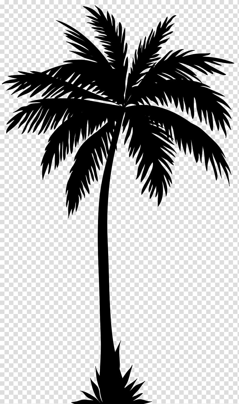 palm tree illustration, Arecaceae Silhouette Tree , palm tree transparent background PNG clipart