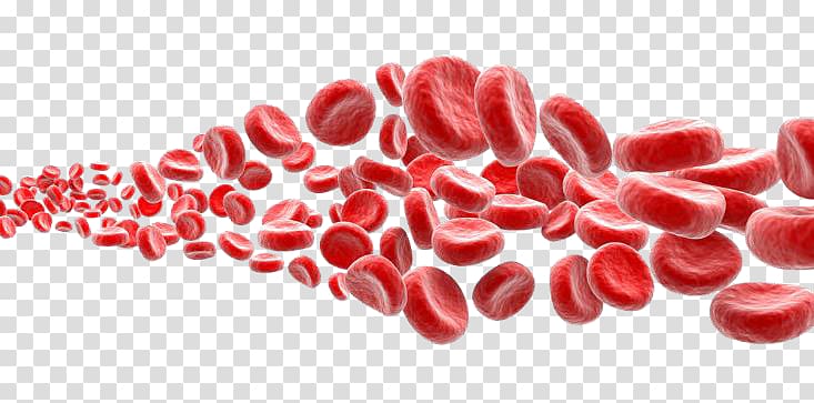 blood cells, Red blood cell White blood cell Platelet, blood transparent background PNG clipart