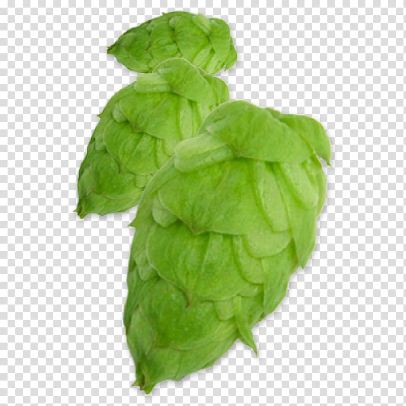 Beer Common hop Yakima Chief Hops YCH HOPS, beer transparent background PNG clipart