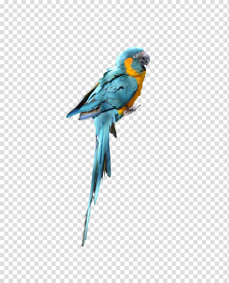 Parrot Bird Budgerigar Parakeet, parrot transparent background PNG clipart