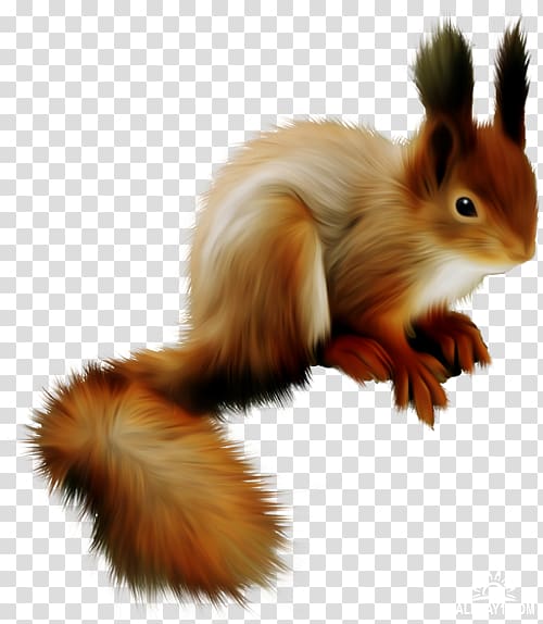 Centerblog Tree squirrel, others transparent background PNG clipart