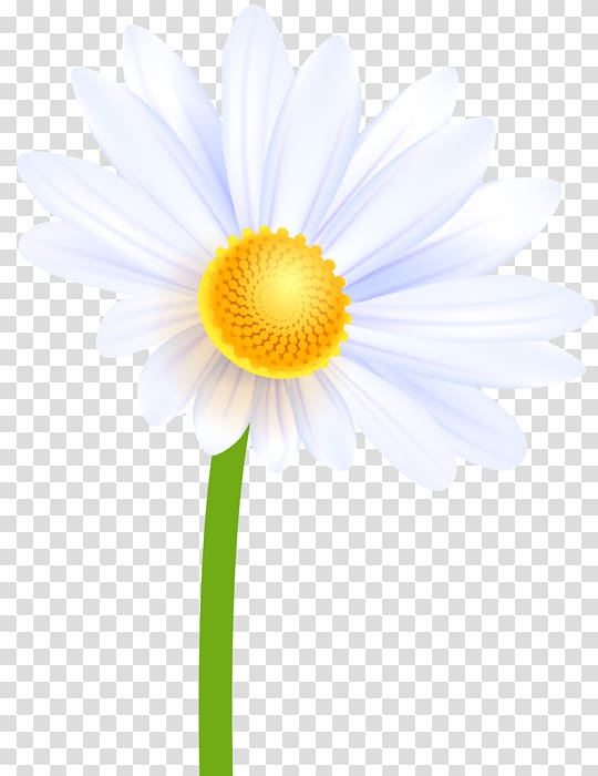 Oxeye daisy Petal Transvaal daisy Aster Annual plant, Ромашки transparent background PNG clipart