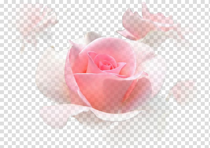 Pink Garden roses Centifolia roses White, White roses bloom pink transparent background PNG clipart
