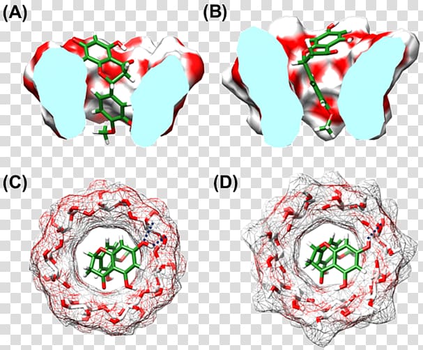 Faculty of Science, Chulalongkorn University Computational biology Biochemistry Christmas ornament, Hesperetin transparent background PNG clipart