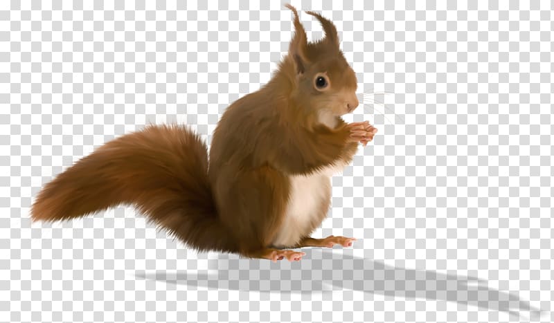 Tree squirrels Animation , animals transparent background PNG clipart