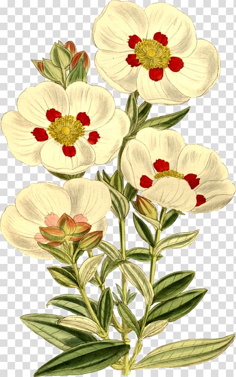 Gum rockrose Labdanum Botanical illustration Botany, cistus transparent background PNG clipart