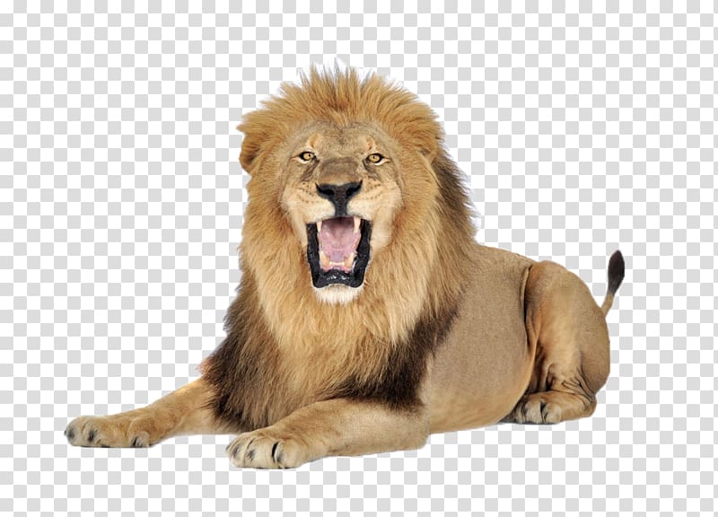 of lion, Lion Icon, A lion transparent background PNG clipart