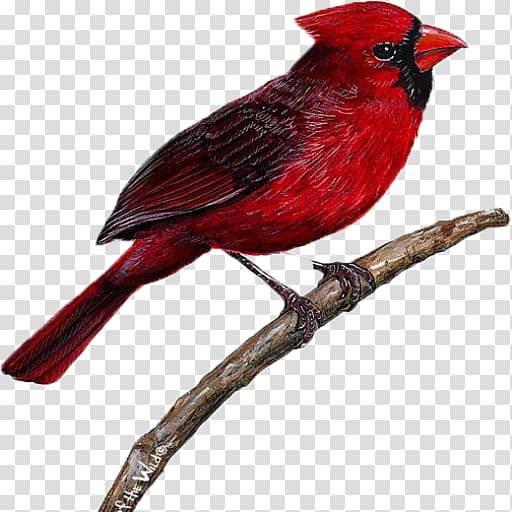 Bird Wall decal Northern cardinal Sticker, Bird transparent background PNG clipart