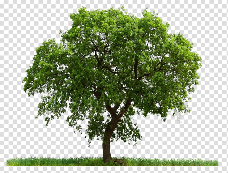 green tree illustration, Tree Clipping path Pine, Tree transparent background PNG clipart
