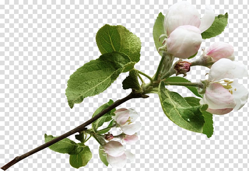 Blossom Apples Tree Flower , spring transparent background PNG clipart