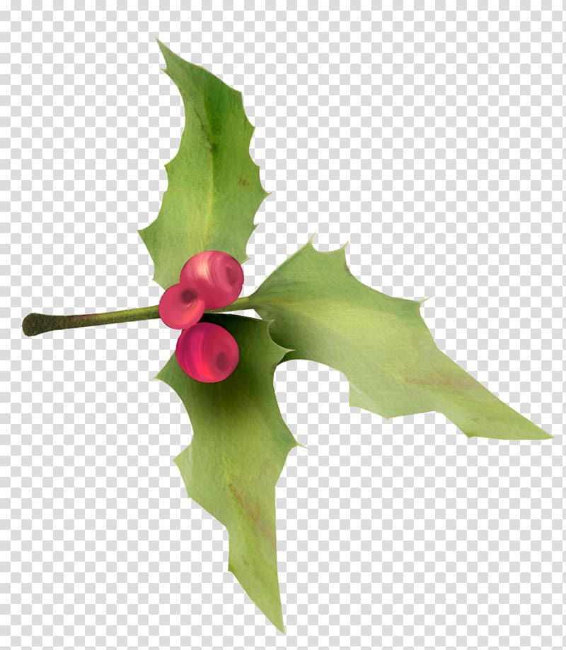 Ilex crenata Plant Christmas Holiday, HOLLY transparent background PNG clipart