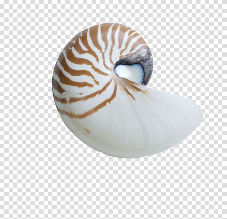 Chambered nautilus Seashell Sea snail, conch transparent background PNG clipart