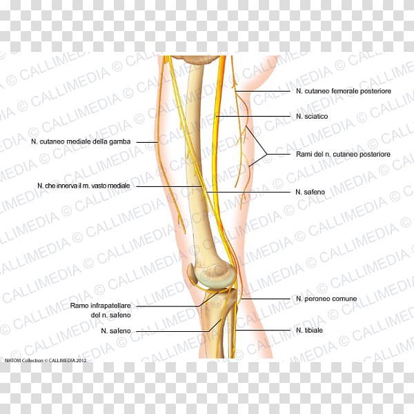 Thumb Femoral nerve Human anatomy Posterior cutaneous nerve of thigh, human skeletal muscle transparent background PNG clipart
