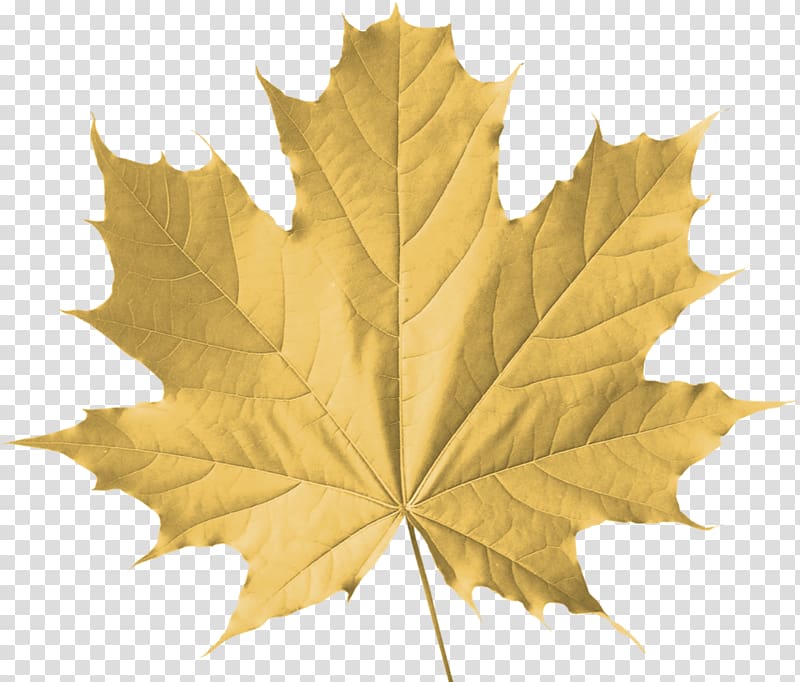 Sugar maple Maple leaf Autumn leaf color Tree, Leaf transparent background PNG clipart