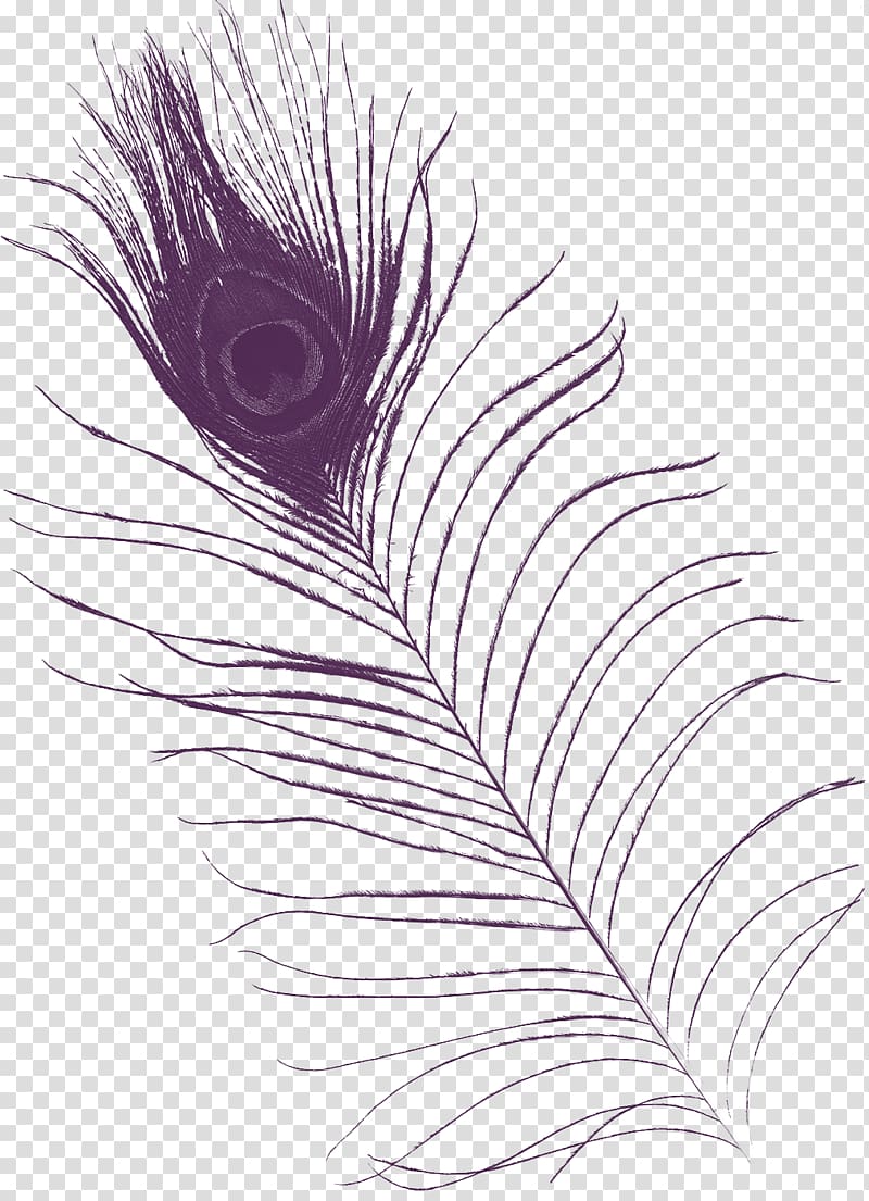 Feather Purple Asiatic peafowl, Pretty purple peacock feathers transparent background PNG clipart
