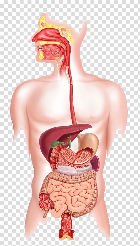 human body digestive system illustration, Human digestive system Human body Organ system Gastrointestinal tract, digestive system transparent background PNG clipart