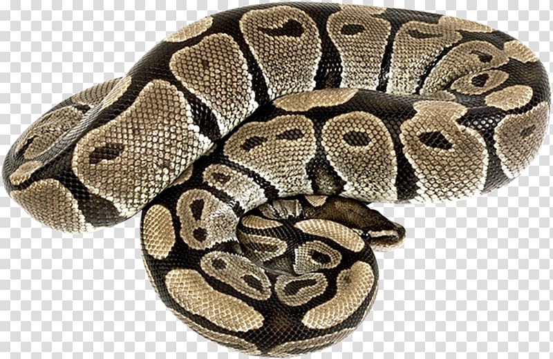 Rattlesnake Reptile Vipers Boas, snake transparent background PNG clipart