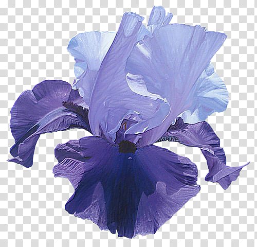 Irises Flower Houshang\'s Gallery , flower transparent background PNG clipart