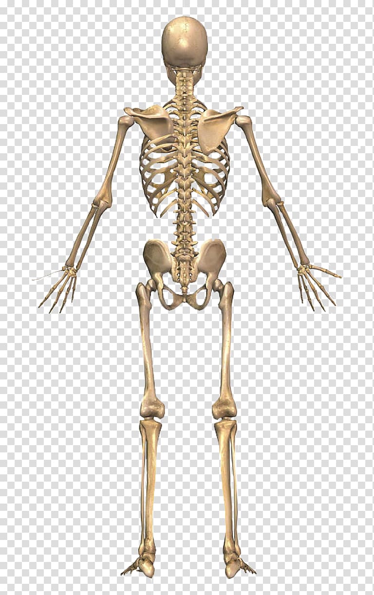 skeletal system, The Skeletal System Human skeleton Human back Human body, Skeleton transparent background PNG clipart