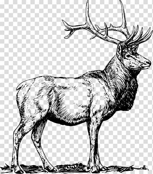 Elk Deer , deer transparent background PNG clipart