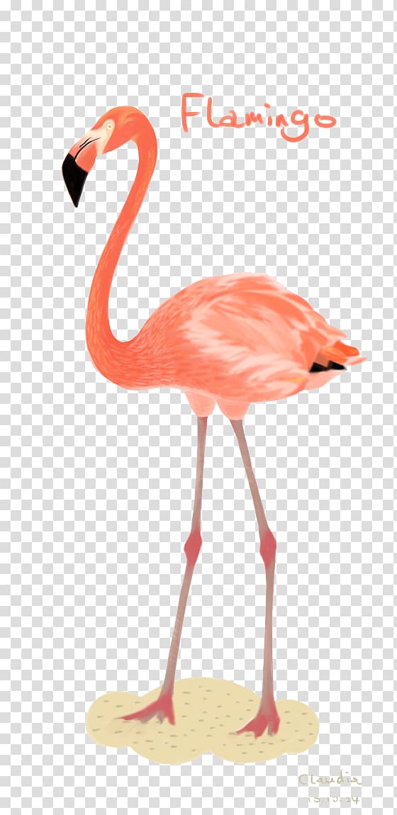 Flamingos Bird Illustration, Flamingos transparent background PNG clipart