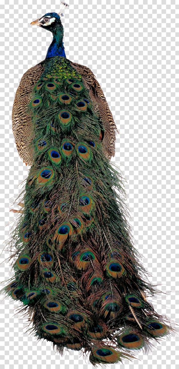 Pavo Bird Asiatic peafowl Feather , Bird transparent background PNG clipart