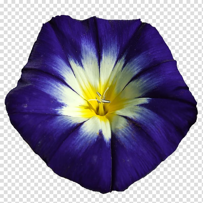 Blue Flower Purple Violet Ipomoea nil, flower blue transparent background PNG clipart