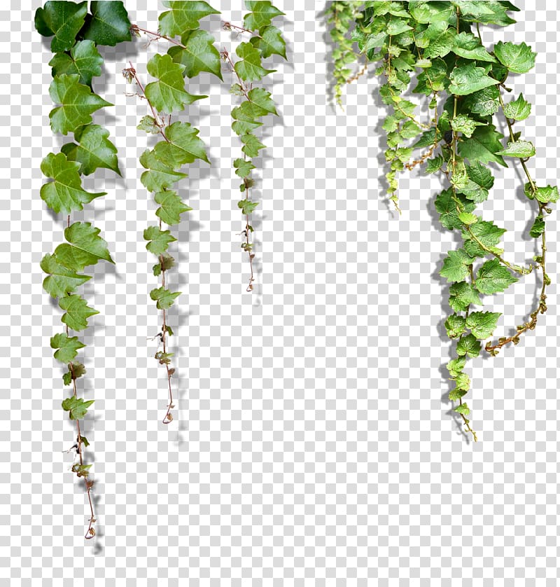 Green leafed plant s, , Falling leaves transparent background PNG ...