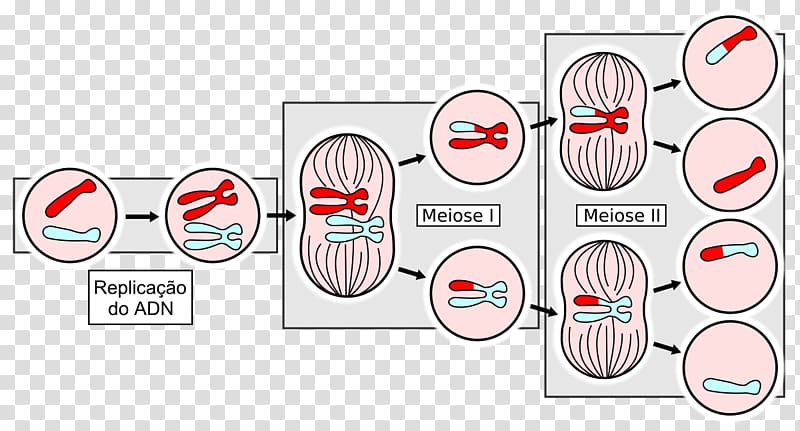 Meiosis Cell division Mitosis Haploid Cell, Sexpositive Movement transparent background PNG clipart