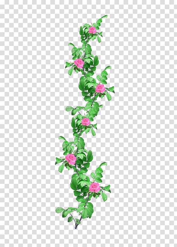 Rose gardening Flower , Plants transparent background PNG clipart