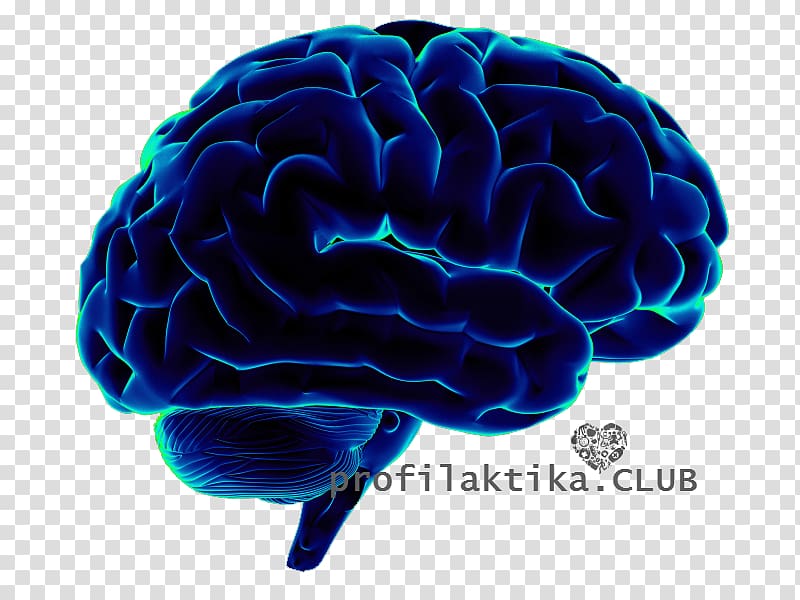 Human brain Neuroscience Cognitive science, Brain transparent background PNG clipart