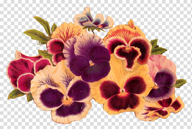 Flower Pansy , burgundy flowers transparent background PNG clipart