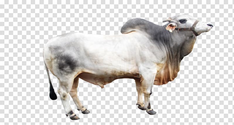 Zebu Ongole cattle Beef cattle Artificial Insemination Centers Lembang Limousin cattle, sheep transparent background PNG clipart