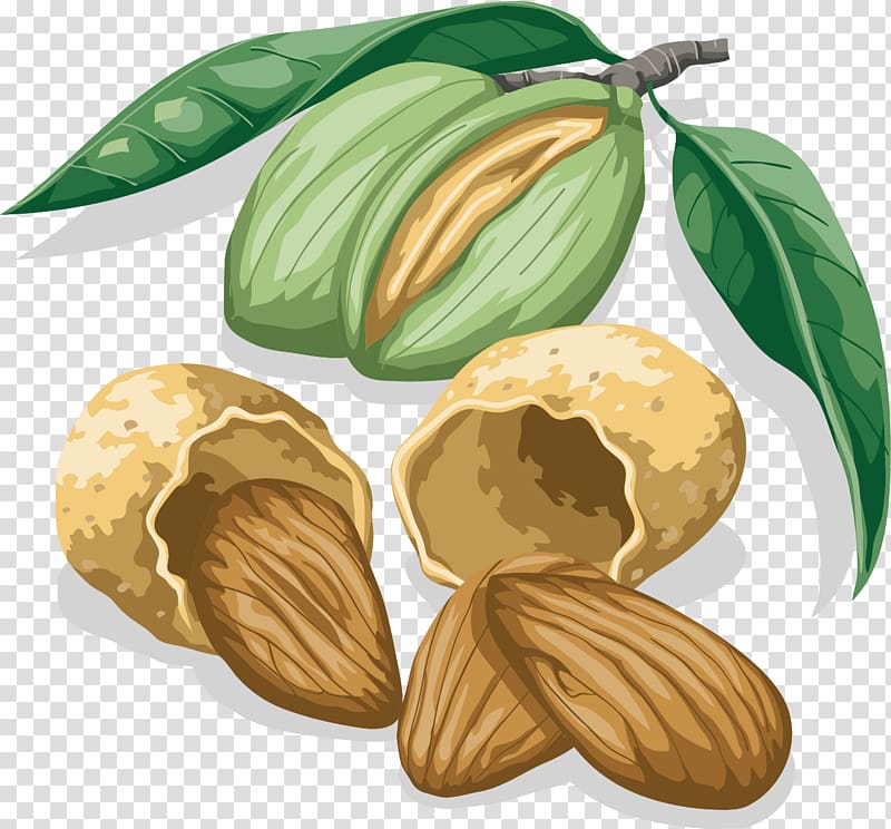 Walnut Almond, Almond transparent background PNG clipart