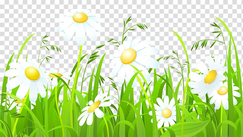 white daisy clipart no background