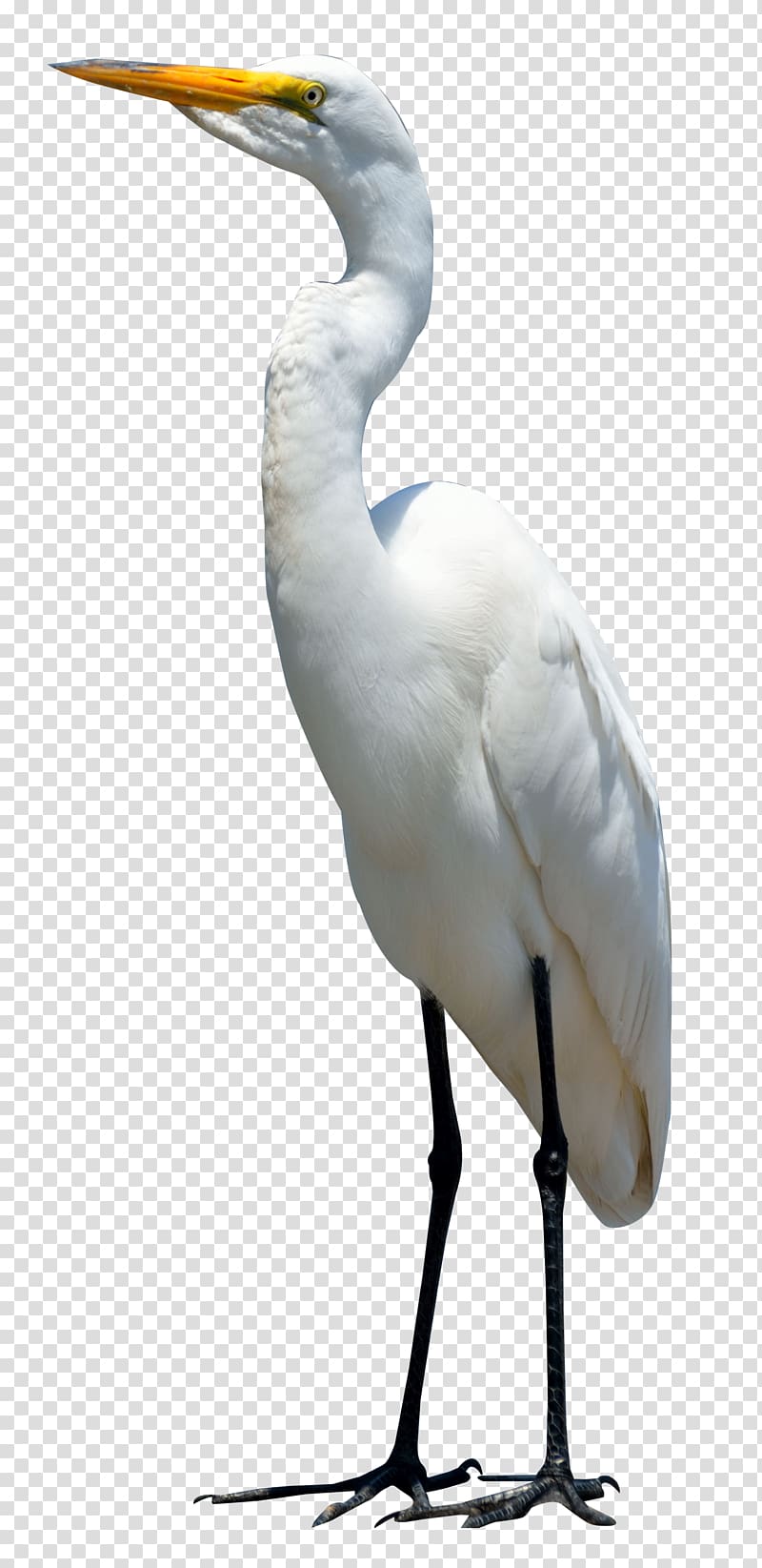 white crane, Bird Crane, Egret Bird transparent background PNG clipart