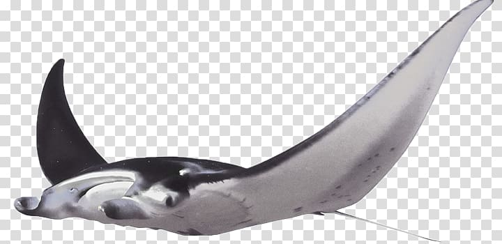 Giant oceanic manta ray Batoidea Myliobatoidei Great white shark, others transparent background PNG clipart