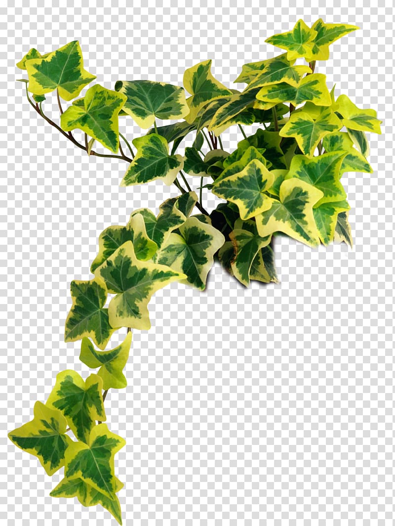 Common ivy Houseplant Vascular plant Common fig, plant transparent background PNG clipart